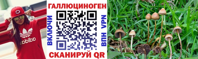 Псилоцибиновые грибы прущие грибы Бийск