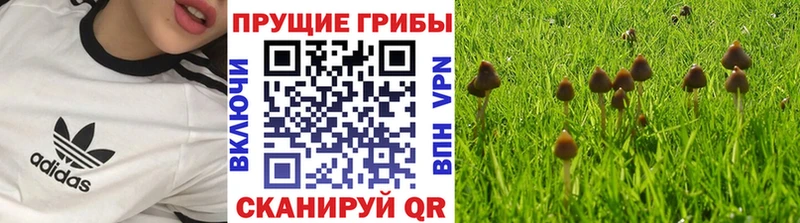 МЕГА как зайти  Бийск  Галлюциногенные грибы Psilocybine cubensis 